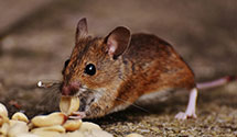 24 Hour & Emergency Exterminators in W Portsmouth, OH